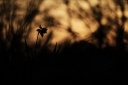 Boiling Sun